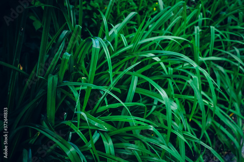 Green tropical plant close-up. Abstract natural floral background Selective f...