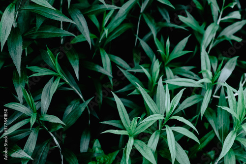 nice and textural,green and clean plant leaves