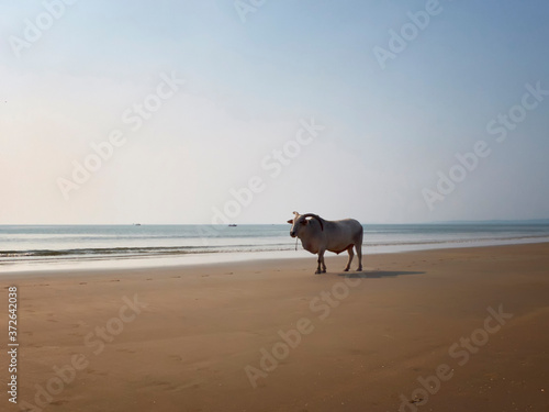 White horned bull stands on the sandy beach opposite the sea. Indian cow, holy cow, sacred animal
