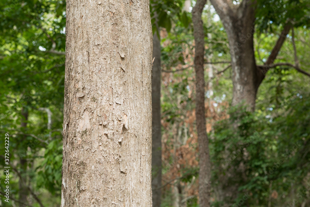 Obraz premium Teak tree in the forest with blurred background 