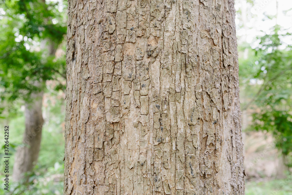 Obraz premium Teak Tree in Thailand precious hardwoods one of the last major areas of tropical forest in Asia 