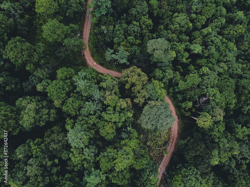 Dirt road into the forest Dark green tree © artrachen