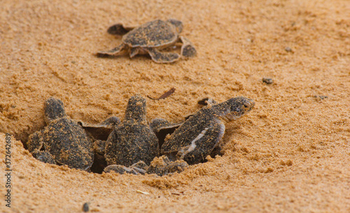 Obraz na plátně Loggerhead baby sea turtles hatching in a turtle farm in Sri Lanka, Hikkaduwa