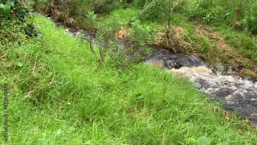 Mountain stream flowing bubbly and narrowing through the dense green forest vegetation Mountain stream flowing bubbly and narrowing through the dense green forest vegetation