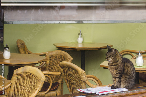 Photography cat reads a magazine in a cafe in Amsterdam