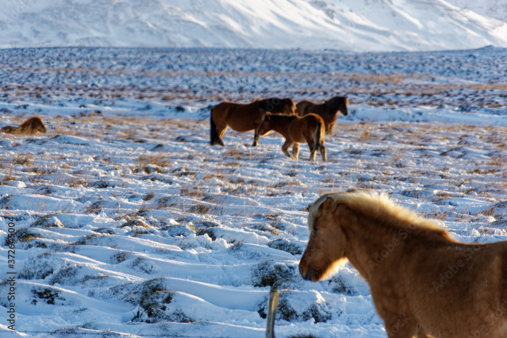 Naklejka premium icelandic horses in snow
