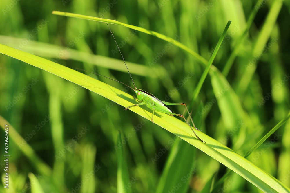 Grashüpfer, Heuschrecke, Insekt, green, Natur, makro, Tier, gras, Blatt, wild lebende Tiere, sommer, wild, bein, springen Grashüpfer, Heuschrecke, Insekt, green, Natur, makro, Tier, gras, Blatt, wild lebende Tiere, sommer, wild, bein, springen