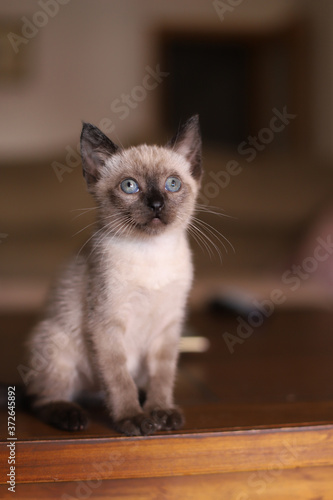 Beautiful and cute siamese small kitty cat playing on the table on a sunny day © Irene