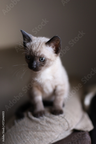 Beautiful and cute siamese small kitty cat playing on the sofa on a sunny day © Irene