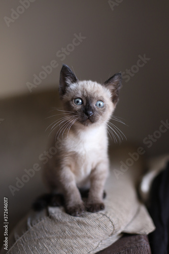 Beautiful and cute siamese small kitty cat playing on the sofa on a sunny day