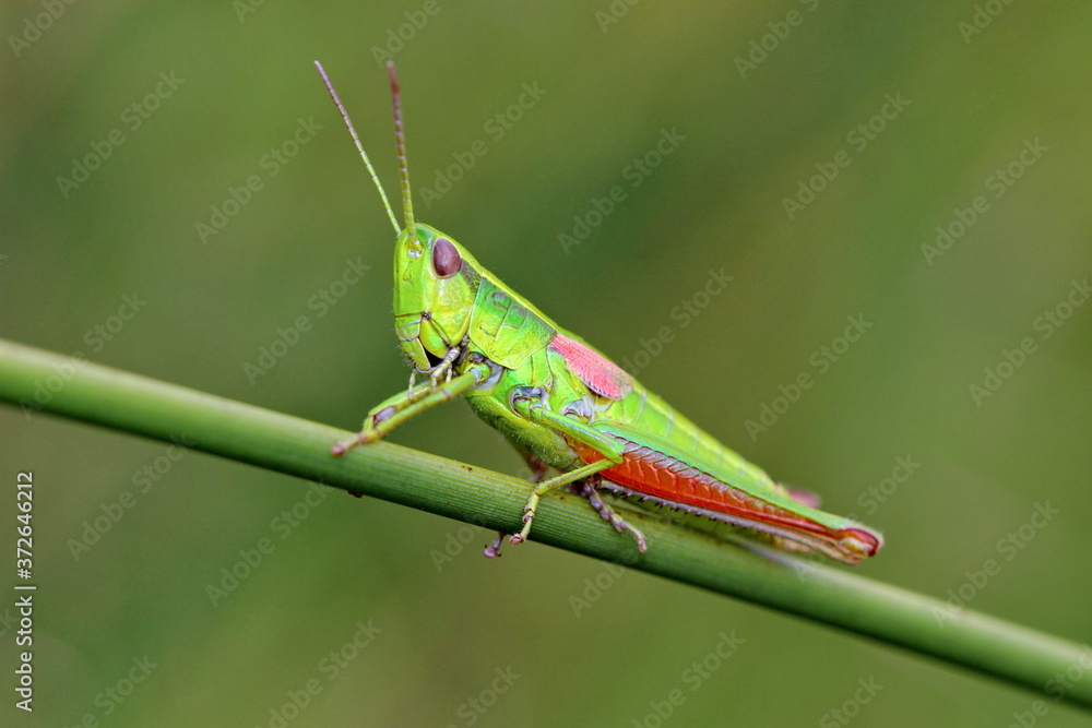 Grashüpfer, Heuschrecke, Insekt, green, Natur, makro, Tier, gras, Blatt, wild lebende Tiere, sommer, wild, bein, springen Grashüpfer, Heuschrecke, Insekt, green, Natur, makro, Tier, gras, Blatt, wild lebende Tiere, sommer, wild, bein, springen