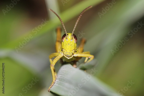 Grashüpfer, Heuschrecke, Insekt, green, Natur, makro, Tier, gras, Blatt, wild lebende Tiere, sommer, wild, bein, springen