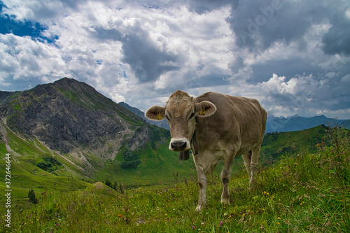 Wallpaper Mural Allgäuer Hochalpen Torontodigital.ca