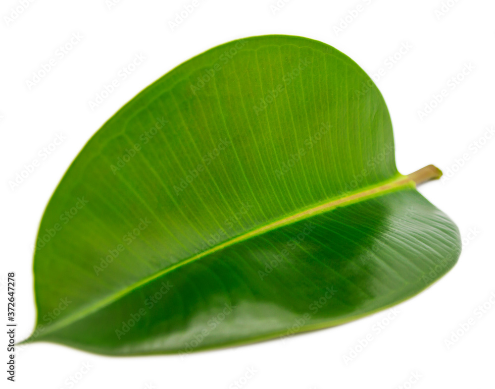 Fototapeta premium Green leaf of Magnolia isolated on white background. Nature and eco concept. Magnolia tree leaf close up cutout.