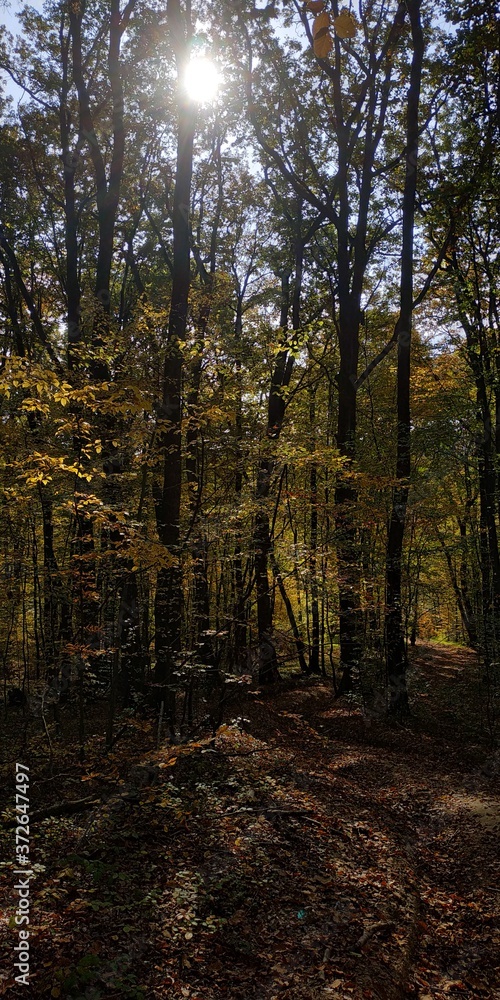 Obraz premium forest in autumn