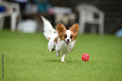 ドッグランで遊ぶパピヨン © studio Hoto