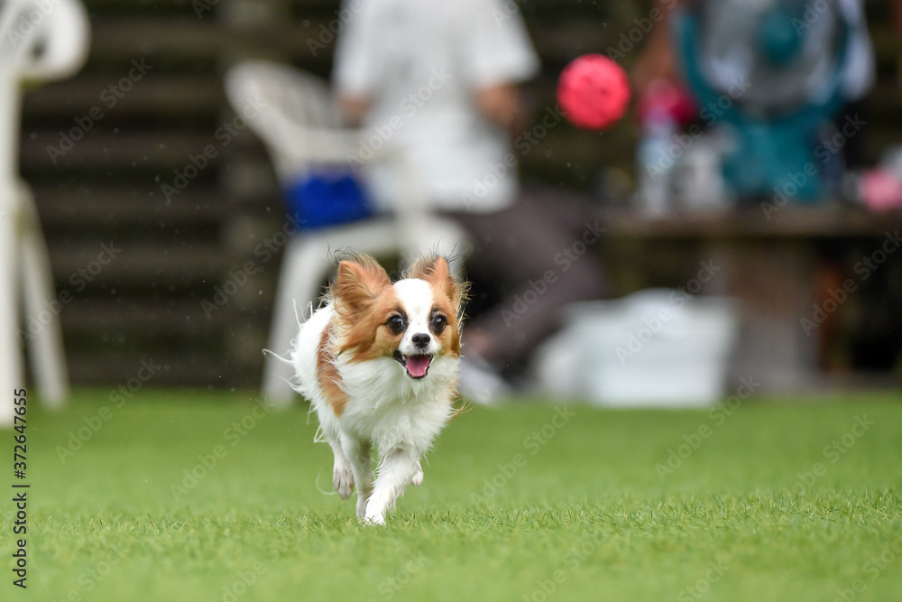 ドッグランで遊ぶパピヨン