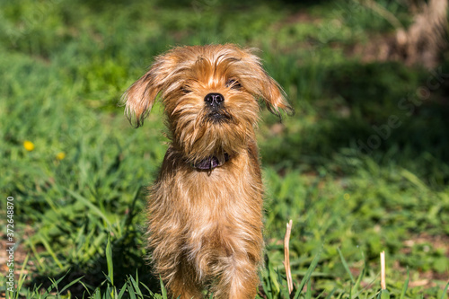 A decorative Belgian (or Brussels) dog Griffon walks in the park. Pets. Close-up.