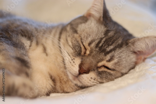 安心して寝る猫のアメリカンショートヘア American shorthair cat sleeps with peace of mind.