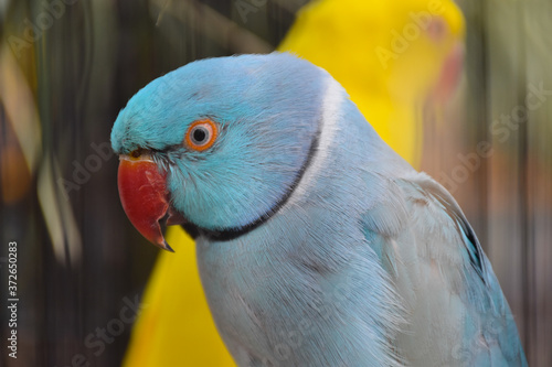 Closeup view of Blue Alexandrine parakeet (Psittacula krameri, family: Psittaculidae), blue parrot with a red beak