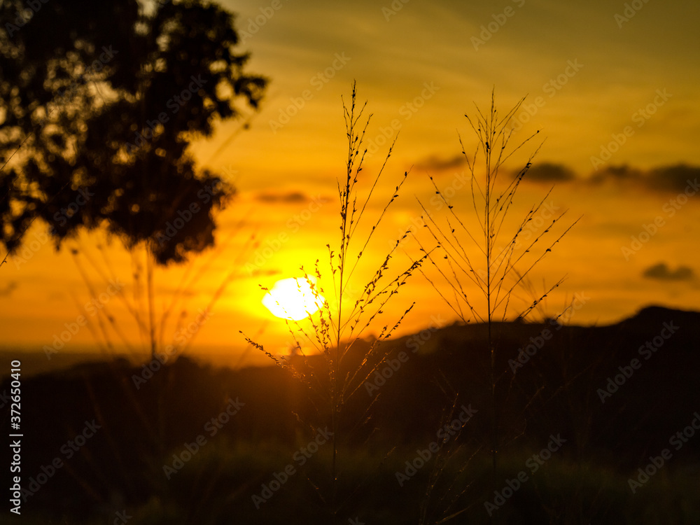 Naklejka premium Mountain forest sunset view and the tree silhouette