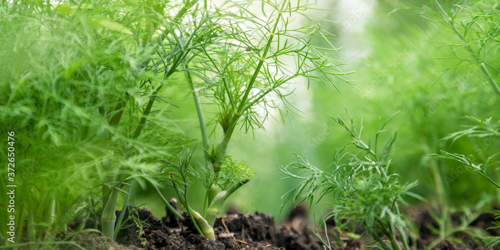 green dense dill grows on large blurry vegetable garden