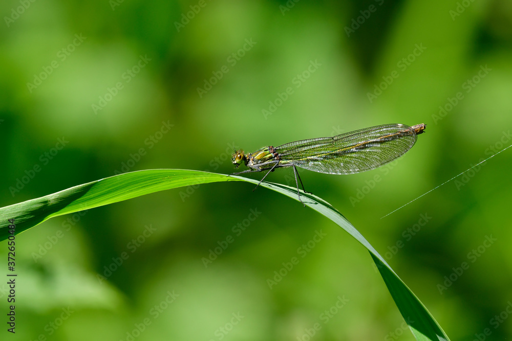 brown hawker libelle on reed grass leaf brown hawker libelle on reed grass leaf