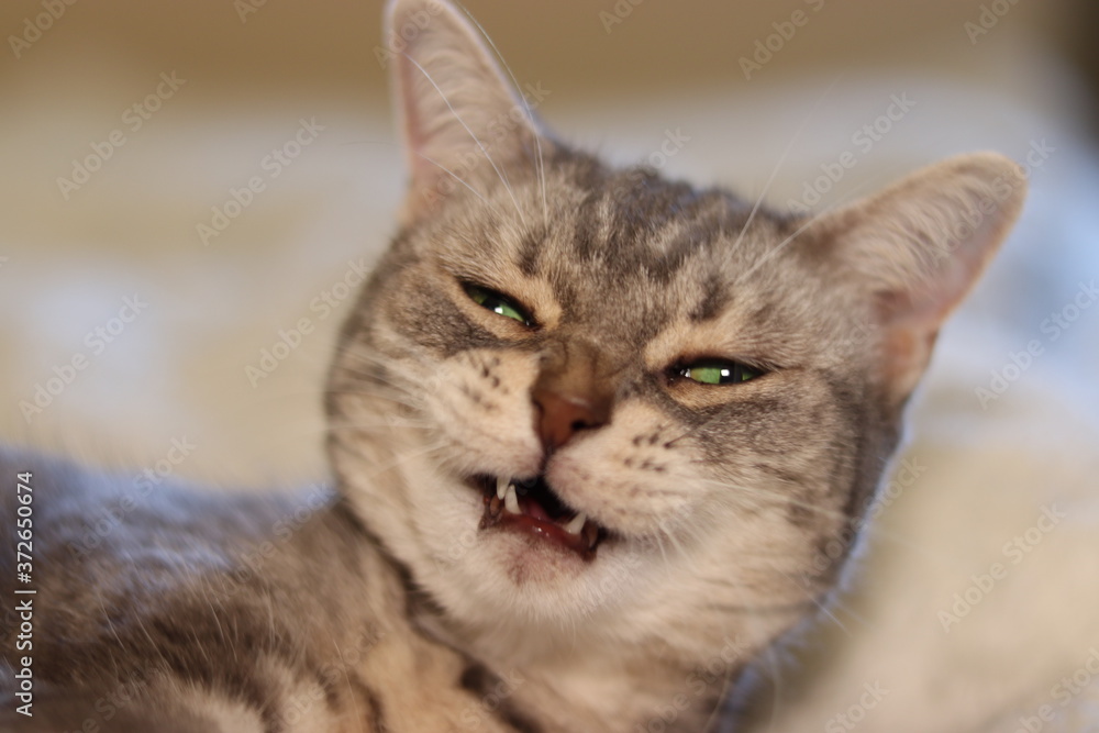 鼻にしわを寄せる猫のアメリカンショートヘア
American shorthair cat with wrinkles on its nose.