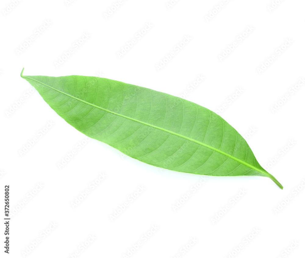 Fototapeta premium Fresh green plum mango leaves isolate on a white background.