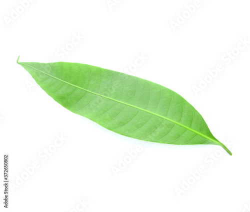 Fresh green plum mango leaves isolate on a white background.