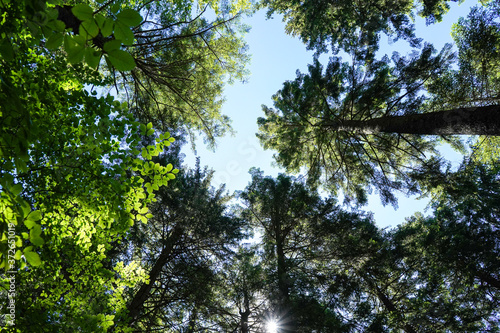 secular firs photographed from below