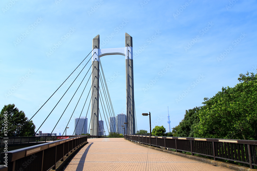 Fototapeta premium 木場公園大橋と東京スカイツリー