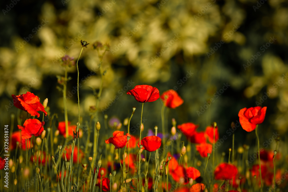 Fototapeta premium Poppy blossoms meadow in the evening light