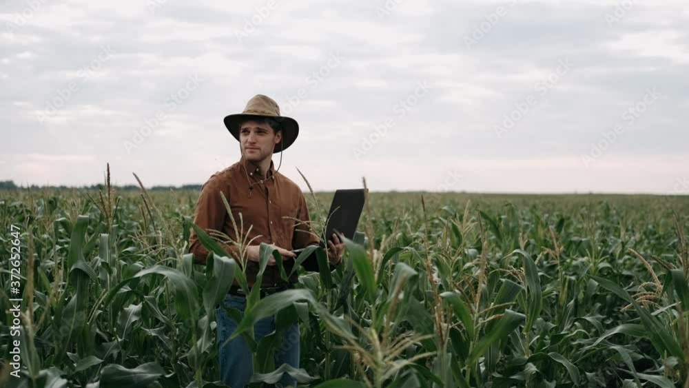 Farmer using laptop on Corn field. Cultivated field. Concept modern technology application in agricultural growing activity. Smart farming. Organic Products Concept. Agriculture industry. Farmer using laptop on Corn field. Cultivated field. Concept modern technology application in agricultural growing activity. Smart farming. Organic Products Concept. Agriculture industry.