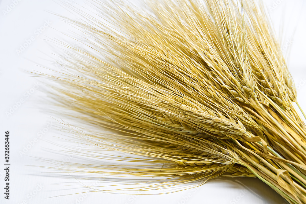 Wheat bundle close up on white background. Wheat bundle close up on white background.