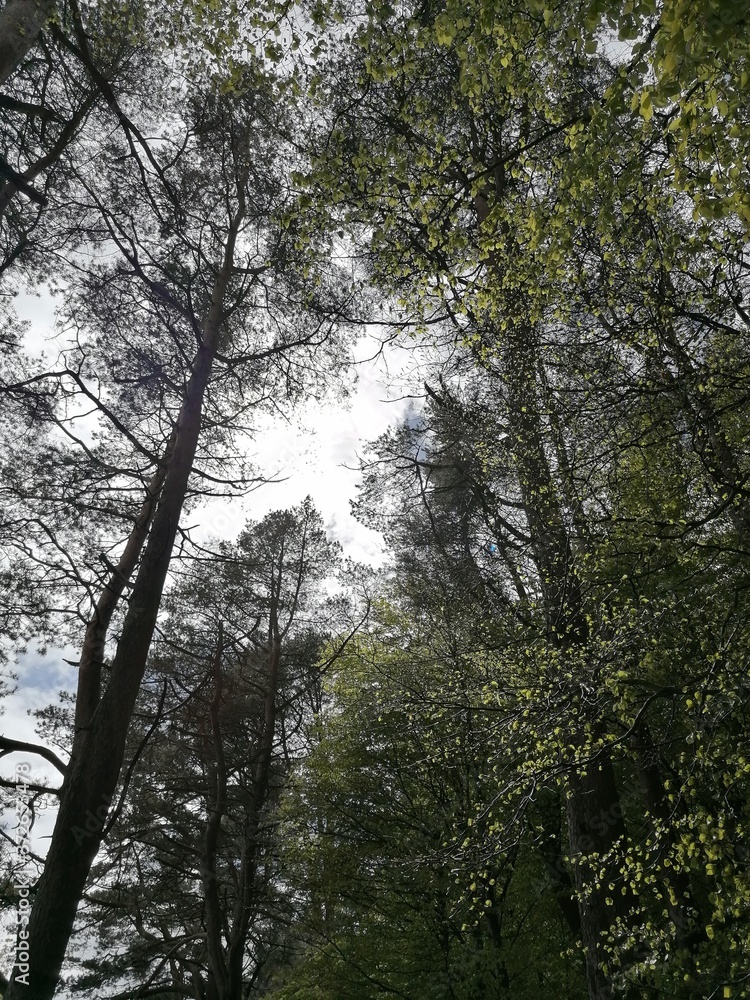 Naklejka premium trees in the forest