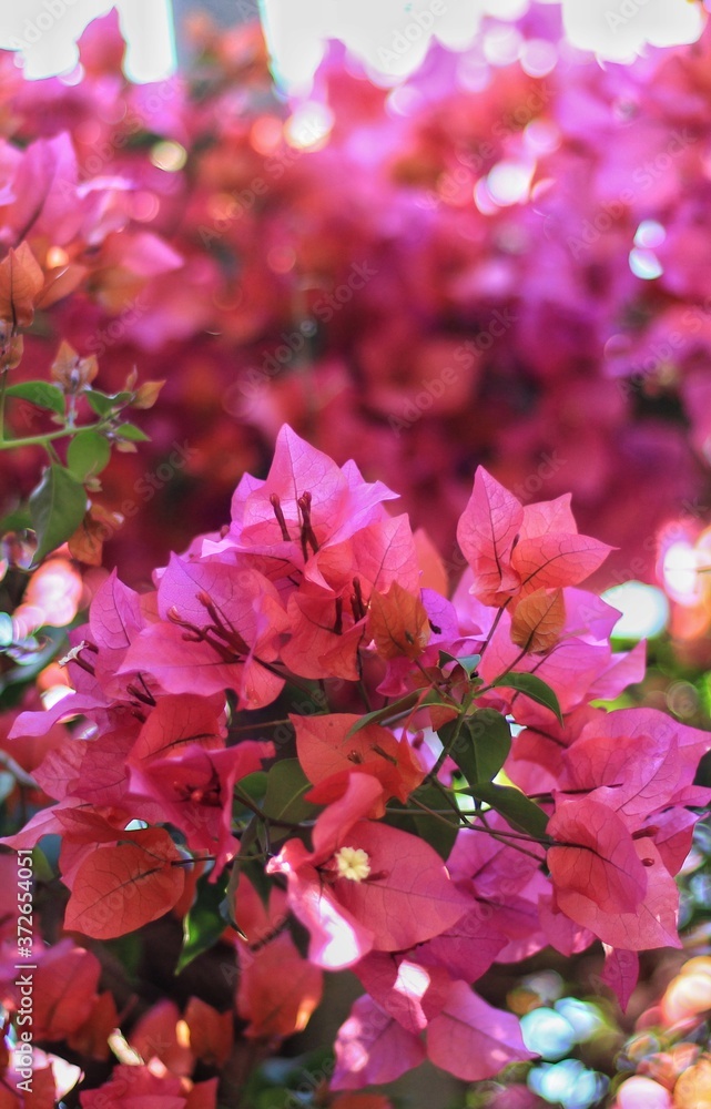 Beautiful red flowers with bokeh background.