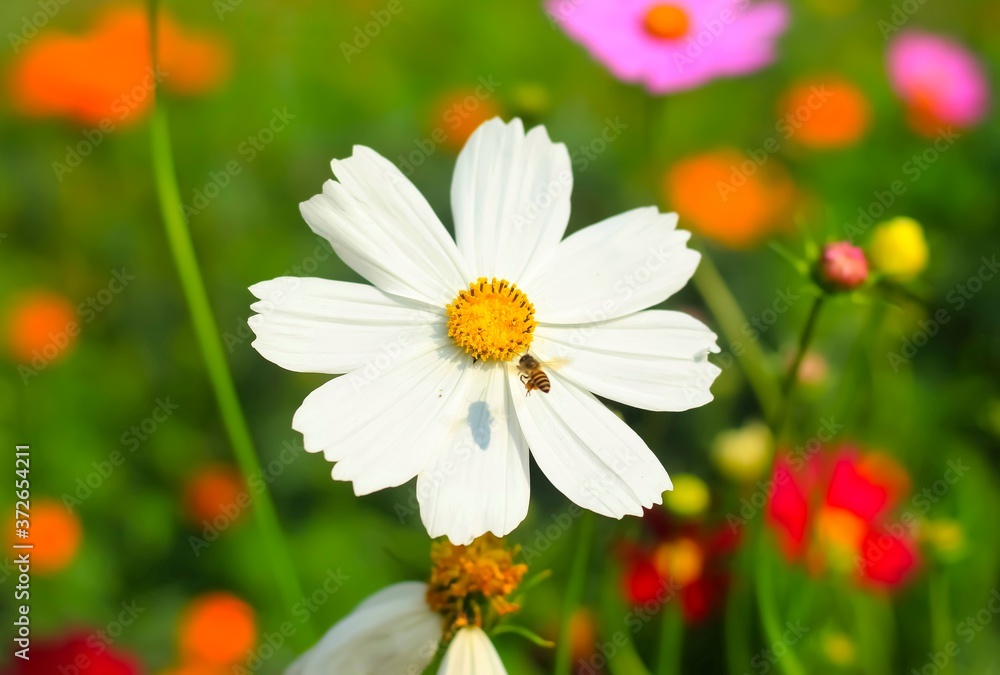 Fototapeta premium Bee having honey on cosmos flower (Cosmos Bipinnatus). Beautiful cosmos flower with green background.