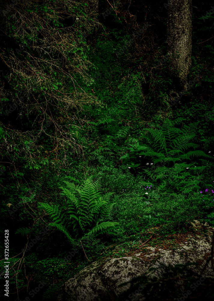 Ferns in a dark spruce forest