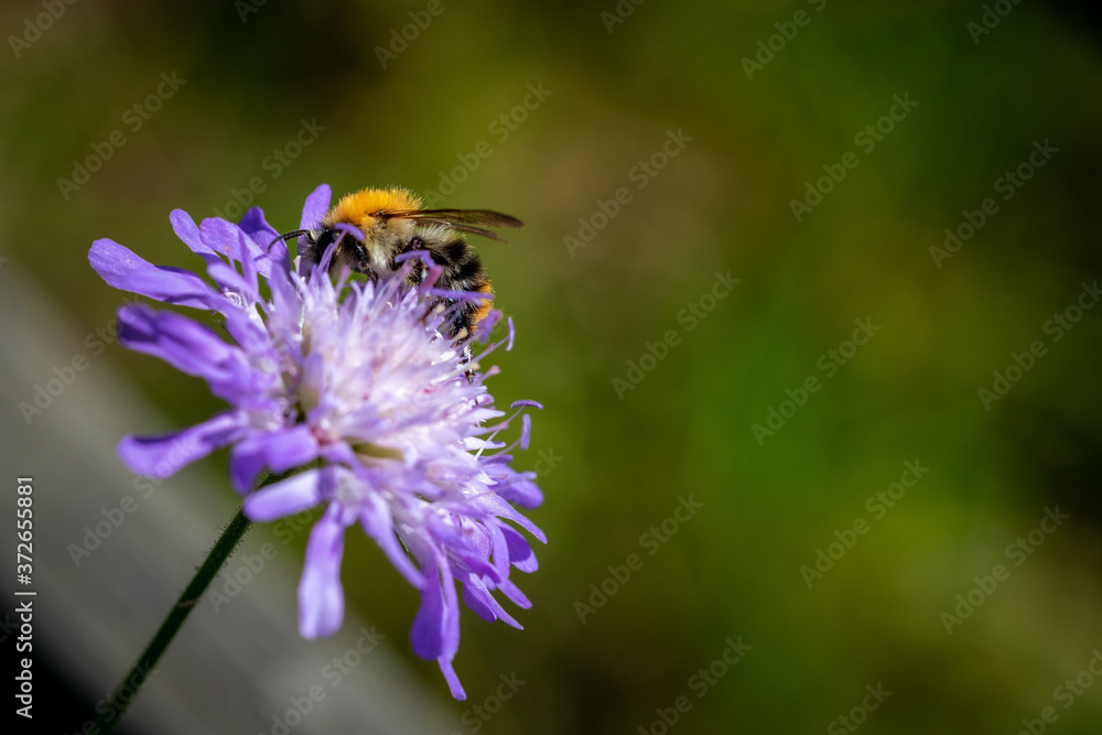Wild bee on a spring flower collecting pollen and nectar Wild bee on a spring flower collecting pollen and nectar