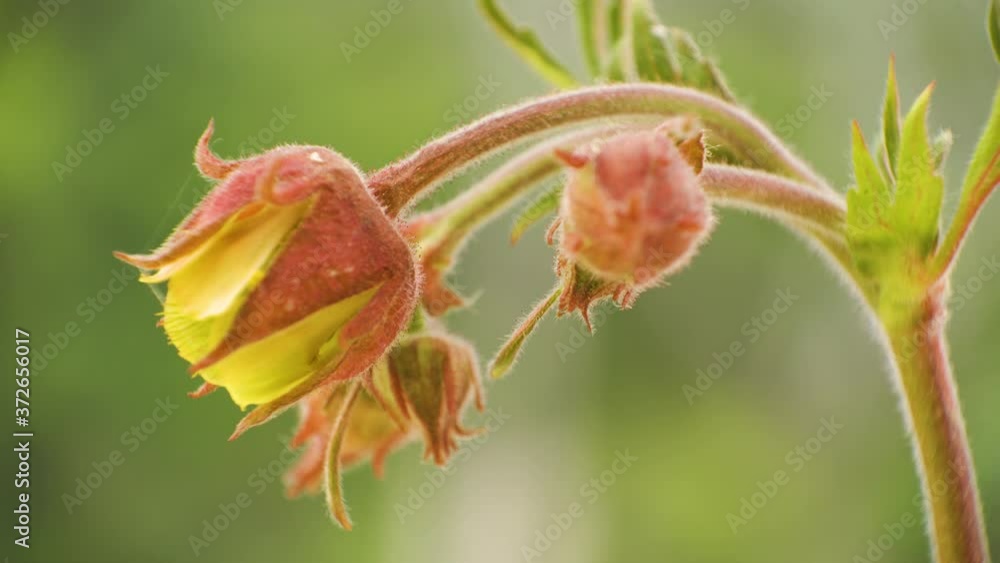The hairy stalk of the water avens flowers The hairy stalk of the water avens flowers
