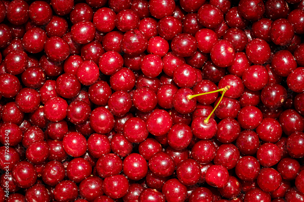 Background of ripe organic sour cherries in the sun Background of ripe organic sour cherries in the sun