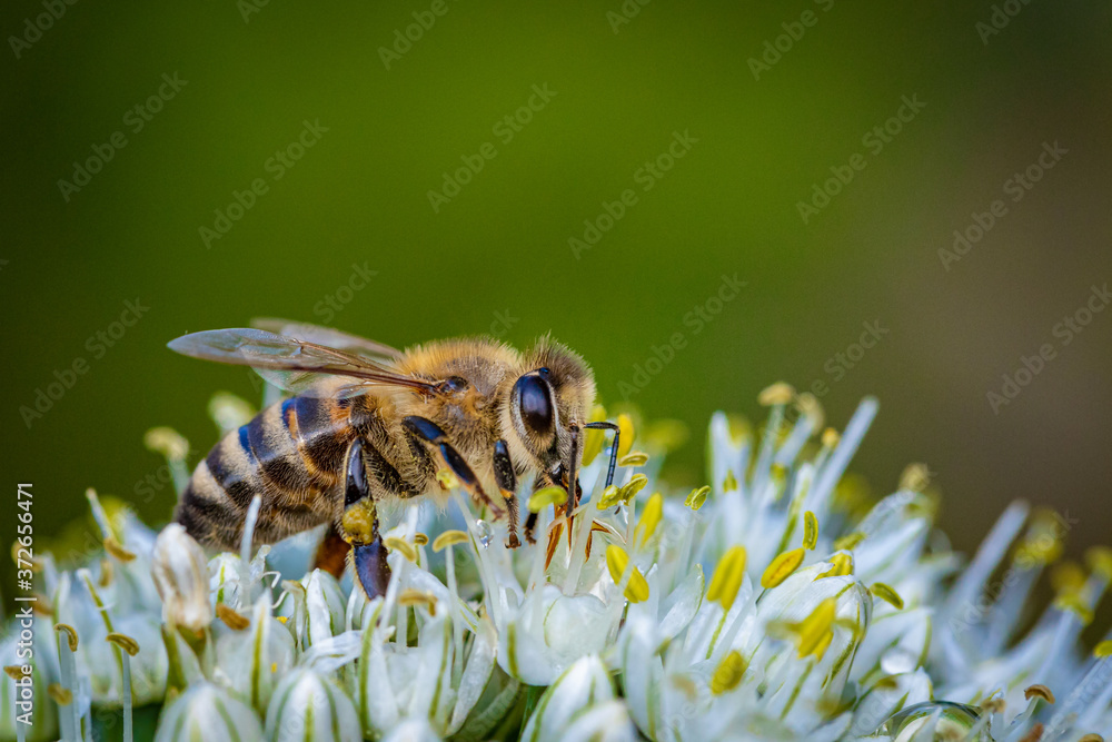 Bee on a white onion flower collecting pollen and nectar for the hive Bee on a white onion flower collecting pollen and nectar for the hive
