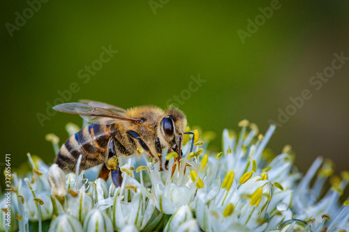 Bee on a white onion flower collecting pollen and nectar for the hive © photografiero