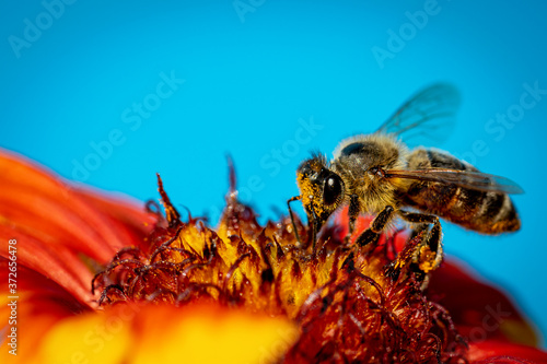 Bee on a orange flower collecting pollen and nectar for the hive blue background