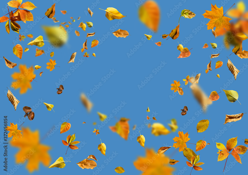 Isolated autumn leaves Gray background