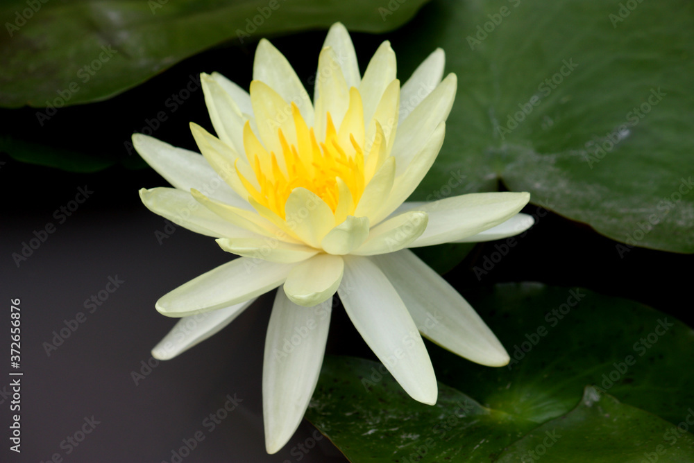 Beautiful water lilly flower
