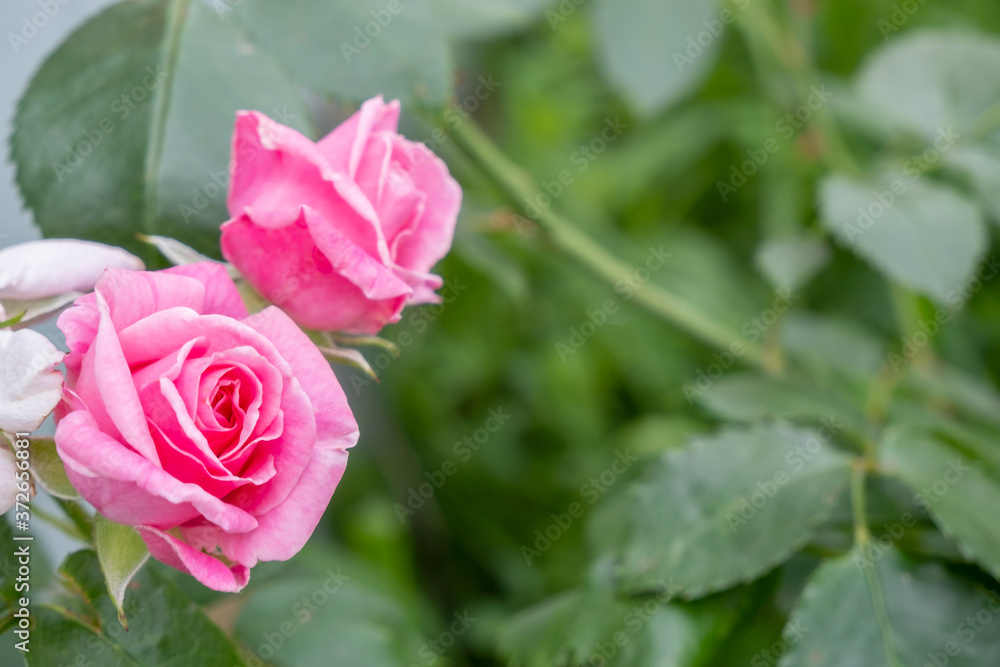 Rose Bush garden pink. Rose flower close-up on a background of bright juicy green foliage. Plentiful flowering of climbing roses in the garden. High quality photo Rose Bush garden pink. Rose flower close-up on a background of bright juicy green foliage. Plentiful flowering of climbing roses in the garden. High quality photo