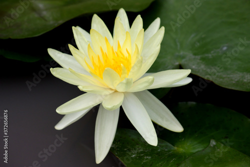 Fototapeta Naklejka Na Ścianę i Meble -  Beautiful water lilly flower
