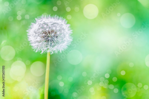 white fluffy dandelion on a blurry green background, flower background design. blank for design. High quality photo